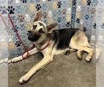 Small German Shepherd Dog