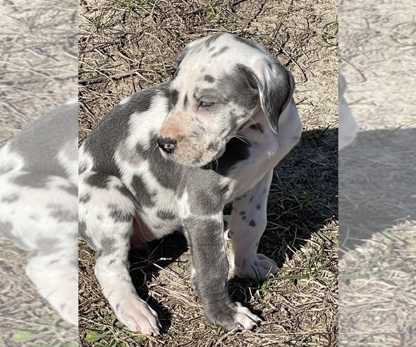 Medium Photo #1 Great Dane Puppy For Sale in TYNER, NC, USA