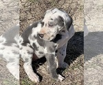 Small Photo #1 Great Dane Puppy For Sale in TYNER, NC, USA