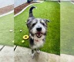 Small #2 Old English Sheepdog Mix