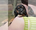 Small Photo #13 Labradinger Puppy For Sale in LISLE, NY, USA