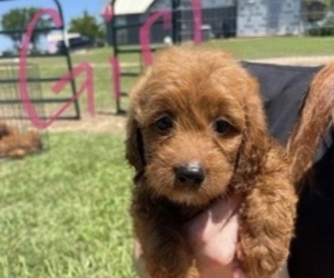 Irish Doodle Puppy for sale in CHINA SPRING, TX, USA