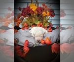 Small Photo #7 Labradoodle Puppy For Sale in COLDWATER, MI, USA