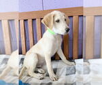 Small #1 Golden Labrador