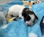 Small #2 YorkiePoo