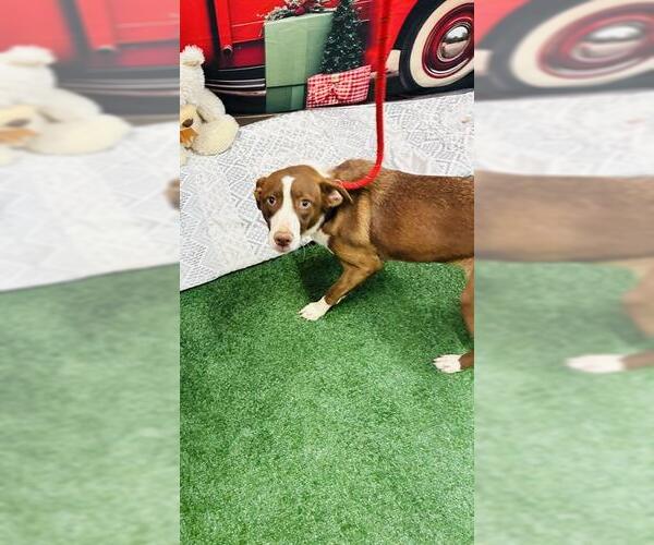 Medium Photo #1 Labrador Retriever Puppy For Sale in Globe, AZ, USA