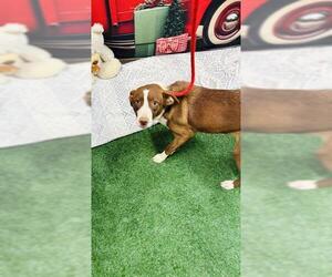 Labrador Retriever Dogs for adoption in Globe, AZ, USA