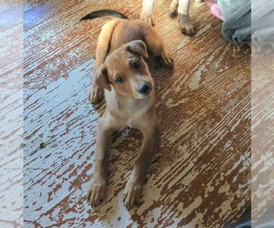 Medium Beagle Mix