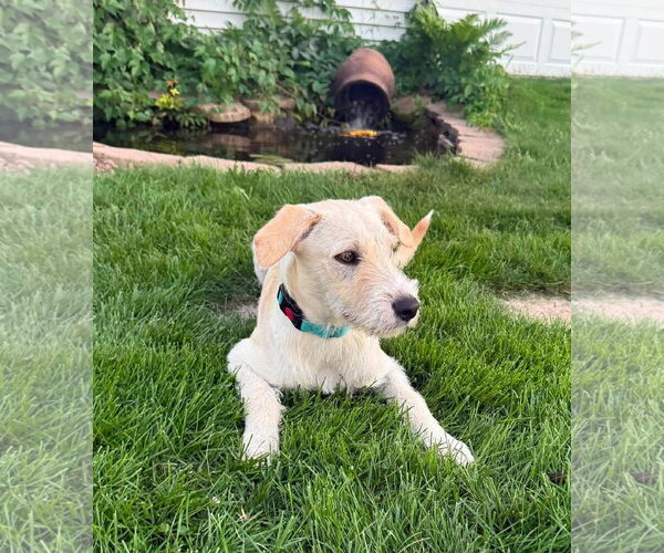 Medium Photo #3 Mutt Puppy For Sale in New London, WI, USA