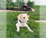 Small #2 Mutt