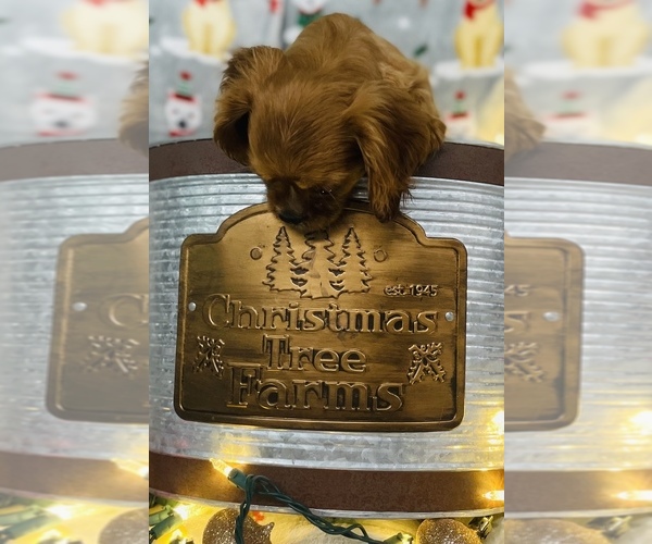 Medium Photo #9 Cavalier King Charles Spaniel Puppy For Sale in CINCINNATI, OH, USA