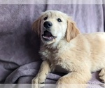 Small Photo #8 Golden Retriever Puppy For Sale in LEXINGTON, KY, USA