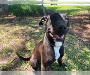 Shepradors Dogs for adoption in Houston, TX, USA