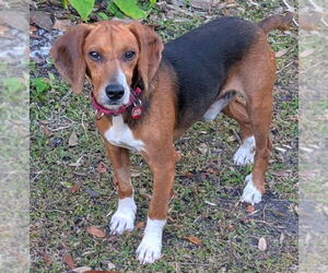 Beagle-Unknown Mix Dogs for adoption in Dunnellon, FL, USA