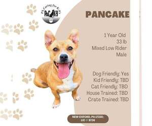 Mutt Dogs for adoption in New Oxford , PA, USA