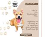 Pancake - Male Mutt Dog for Adoption - Small photo