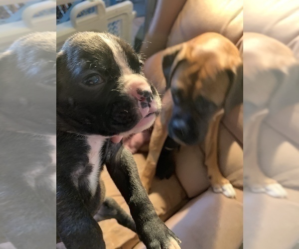Medium Photo #3 Boxer Puppy For Sale in MECHANICS GROVE, PA, USA