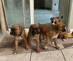Image preview for Ad Listing. Nickname: Boxer puppies