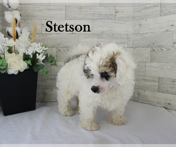 Medium Photo #13 Poodle (Miniature) Puppy For Sale in CHANUTE, KS, USA
