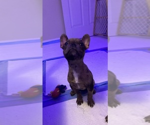 French Bulldog Puppy for sale in FORT LAUDERDALE, FL, USA