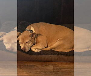 KIMMIE - Female American Pit Bull Terrier Dog for Adoption - Photo #2