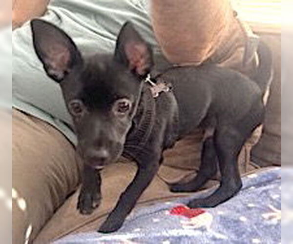 Medium Photo #2 Chihuahua-Unknown Mix Puppy For Sale in Mount Airy, NC, USA