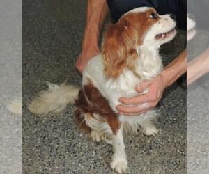 Father of the Cavalier King Charles Spaniel puppies born on 11/25/2023