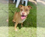 Small #1 American Pit Bull Terrier Mix