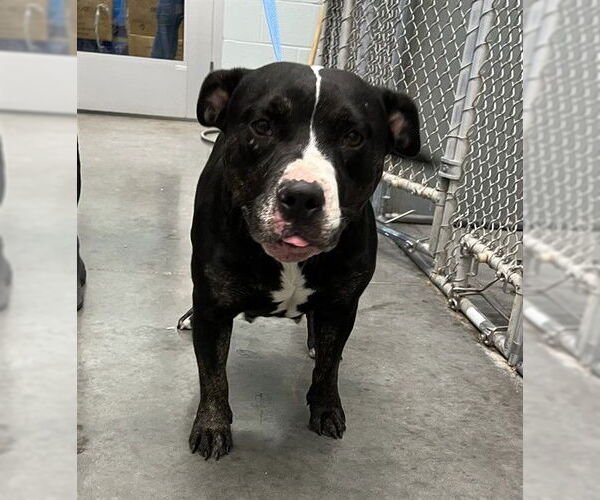 Medium Photo #1 Labrador Retriever-Unknown Mix Puppy For Sale in Tavares, FL, USA