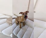 Small #2 Mutt