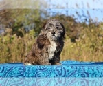 Small #34 ShihPoo