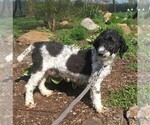 Small Photo #1 Poodle (Miniature) Puppy For Sale in MILLERSBURG, PA, USA