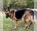 Small #1 German Shepherd Dog