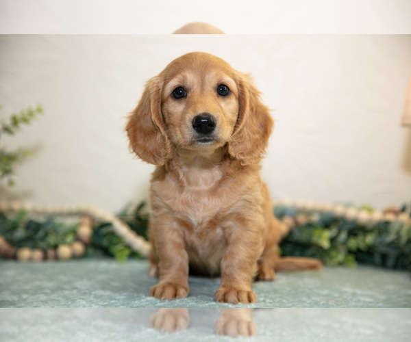 Medium Photo #2 Dachshund Puppy For Sale in NAPPANEE, IN, USA