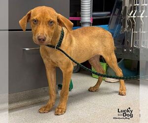 Powell - Male Labrador Retriever-Unknown Mix Dog for Adoption - Photo #3