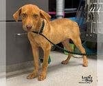 Small Photo #3 Labrador Retriever-Unknown Mix Puppy For Sale in Washington, DC, USA