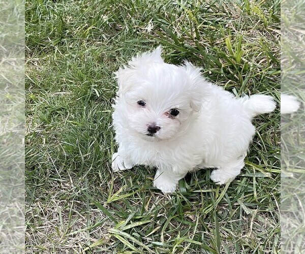Medium Photo #2 Maltese Puppy For Sale in KANSAS CITY, MO, USA