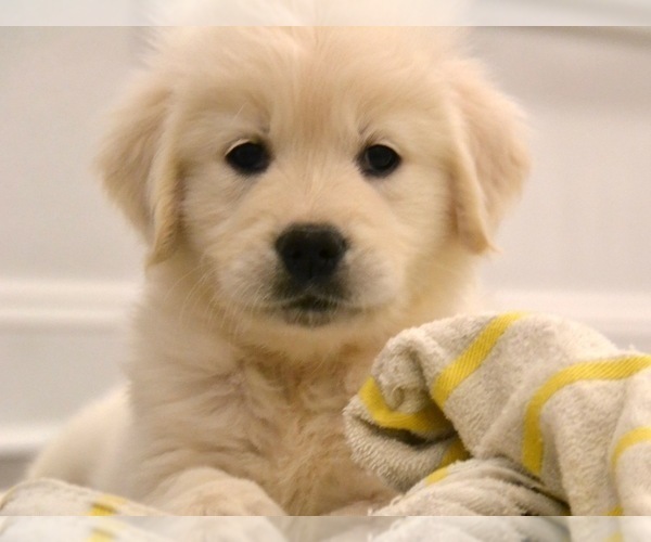 Medium Photo #1 Golden Retriever Puppy For Sale in SUFFOLK, VA, USA