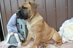Small Photo #6 Boerboel Puppy For Sale in HONEY BROOK, PA, USA