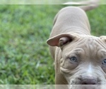 Small Photo #3 American Bully Puppy For Sale in RAEFORD, NC, USA