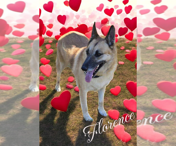 Medium Photo #9 German Shepherd Dog Puppy For Sale in LOGANVILLE, GA, USA