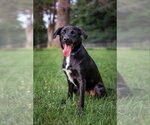 Small #2 Labrador Retriever Mix
