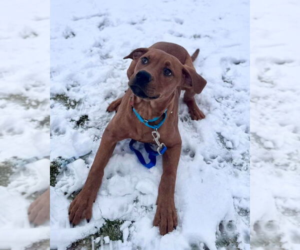 Medium Photo #4 Labrador Retriever-Unknown Mix Puppy For Sale in Muskegon, MI, USA
