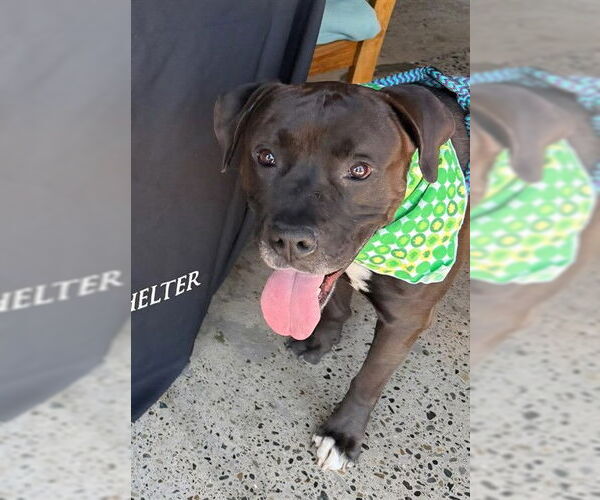 Medium Photo #2 Mutt Puppy For Sale in Sacramento, CA, USA