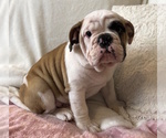 Small Photo #2 English Bulldog Puppy For Sale in CHARLESTON, SC, USA