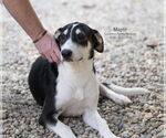 Small #2 Retriever  Mix