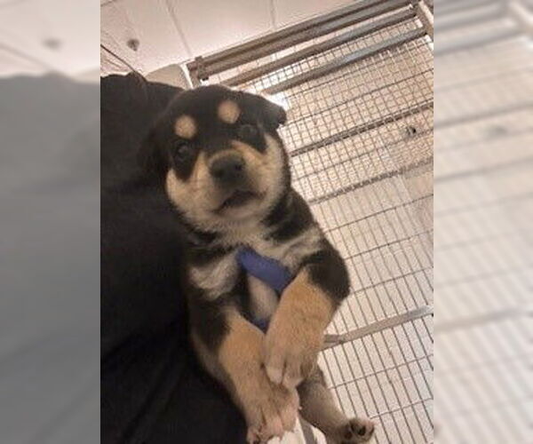 Medium Photo #2 German Shepherd Dog-Unknown Mix Puppy For Sale in Houston, TX, USA