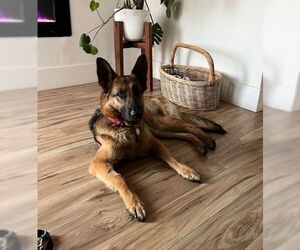 German Shepherd Dog Dogs for adoption in Cupertino, CA, USA