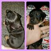 Small Photo #5 Doberman Pinscher Puppy For Sale in INWOOD, IN, USA