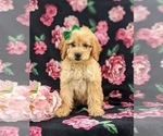 Small Photo #3 Goldendoodle Puppy For Sale in COCHRANVILLE, PA, USA